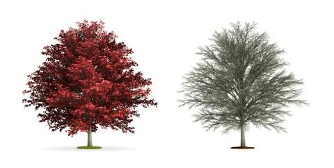 Red maple tree. Illustrazione stock