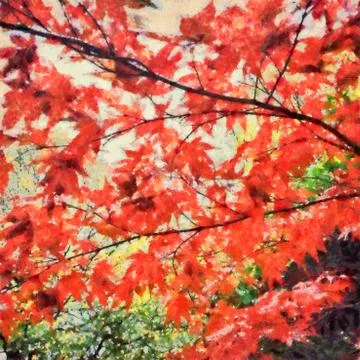 Red maple tree 스톡 일러스트