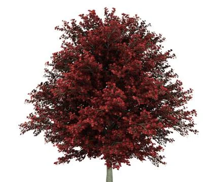 Red maple tree isolated on white background 스톡 일러스트