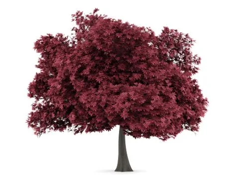 Red maple tree isolated on white background Stock Illustration
