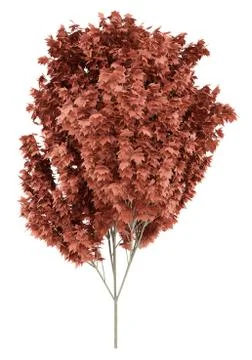 Red maple tree isolated on white background. 3d illustration 스톡 일러스트