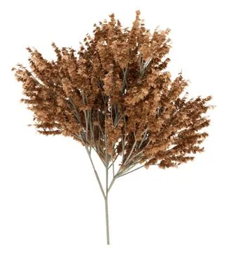 Red maple tree isolated on white background. 3d illustration 스톡 일러스트