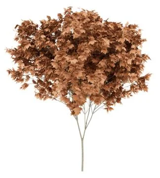 Red maple tree isolated on white background. 3d illustration Stock Illustration