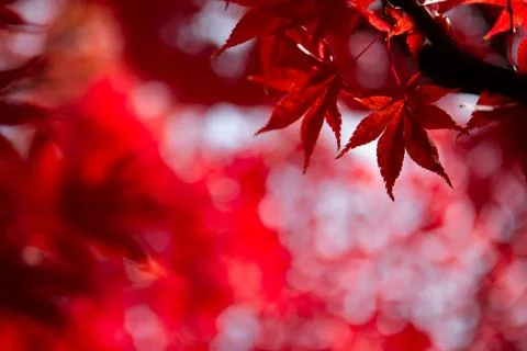 Red maple tree leaf background Stock Photos