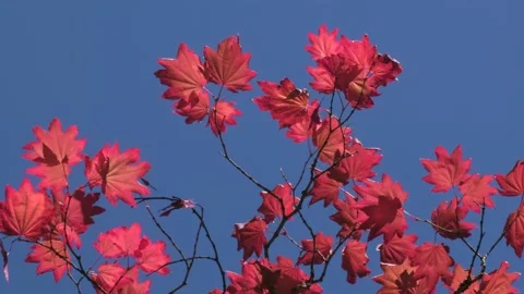 Red Maple Tree Leaves blowing in Wind with Blue Sky background Stock Footage 137817595