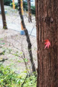 Red maple tree leaves Stock Photos