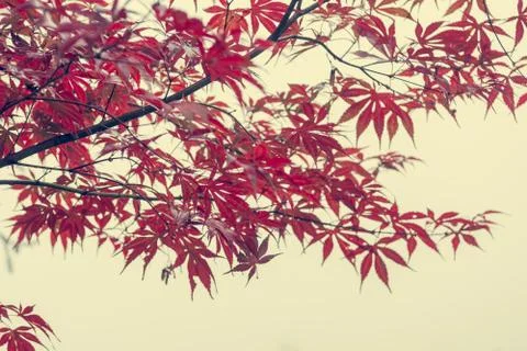 Red maple tree leaves view of low angle. Stock Photos