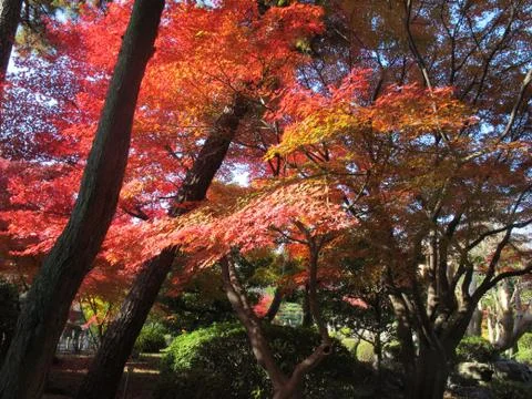 Red maple tree in park 写真素材