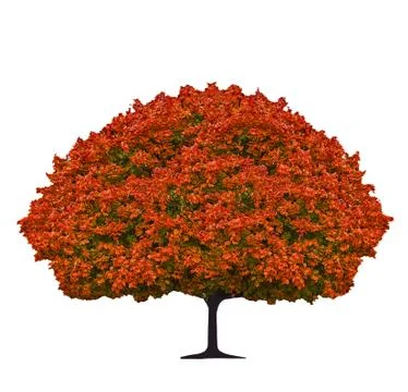 Red maple tree Stock Photos