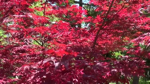 Red maple tree, Saints Constantine and Helena resort, Bulgaria. Stock Footage 338117666
