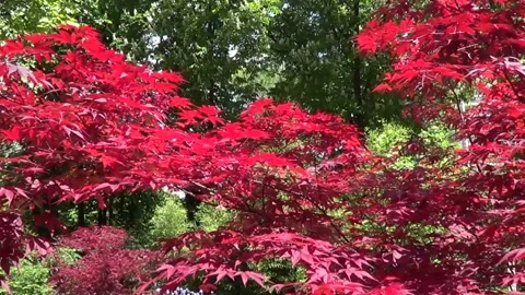 Red maple tree, Saints Constantine and Helena resort, Bulgaria. Stock Footage 338117814