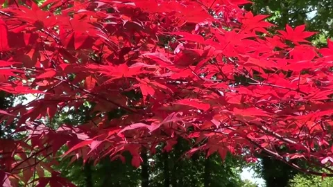 Red maple tree, Saints Constantine and Helena resort, Bulgaria. Vídeos de archivo 338117815