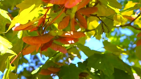 Red Maple Tree Seeds Hanging on a Branch in Spring Sunlight Stock Footage 337496034