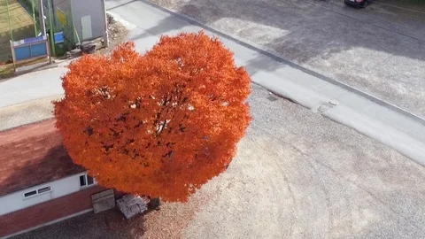 A red maple tree in the shape of heart Stock Footage 100960923