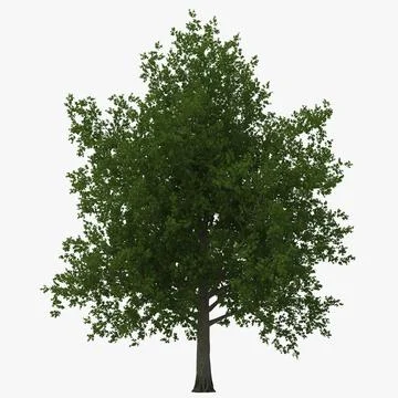 Red Maple Tree Summer 3D Model 3D Model