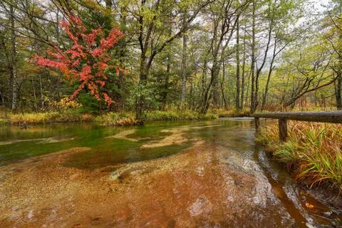 Red maple tree in tashiro-ike pond kamikochi autumn season of japan Stock Photos