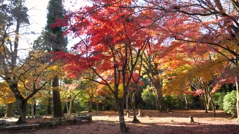 Red maple trees changing colors in autumn park Stock Footage 301427345