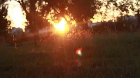 Red Maple Trees. Fall Autumn Forest Nature Background and Sunset. November. Stock Footage 108629868