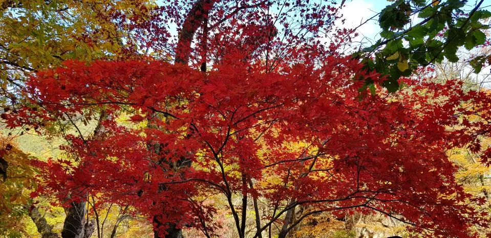 The red maple trees in the forest Stock Photos