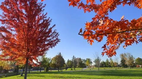 Red maple trees in the park with blue sky background Stock Photos