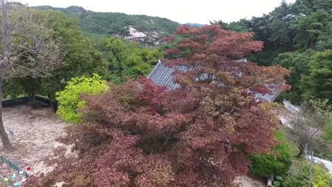 Red maple trees with temple 스톡 동영상 310161284