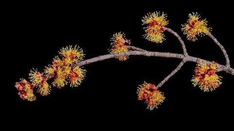 Red maple twig blossoms opening time lapse Stock Footage 246125186