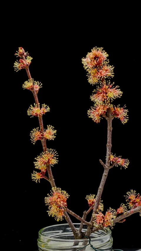 Red maple twig blossoms opening time lapse Stock Footage 247360061