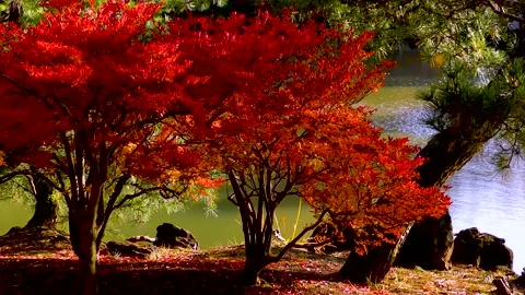 Red maples and pine trees in the park Video stock 145337632
