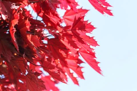 Red mapple Stock Photos