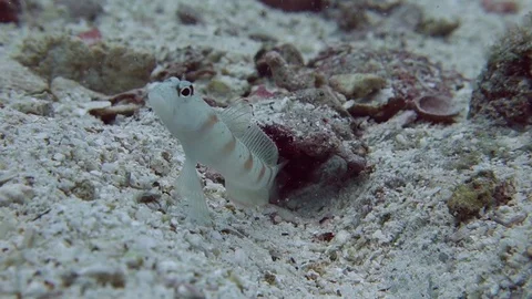 Red Margin Goby fish hesitates before swimming away from the burrow it Video stock 115096346