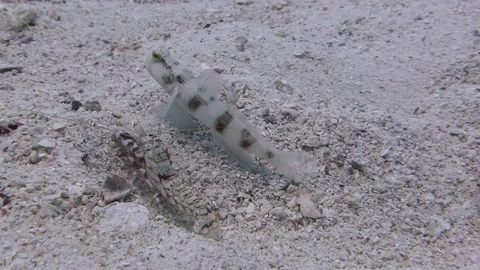 Red Margin Goby fish protects Goby shrimp as it pushes sandy away from a Video stock 115096330