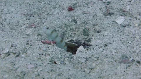 Red Margin Goby fish protects Goby shrimp that clears debris from the Video stock 115096332