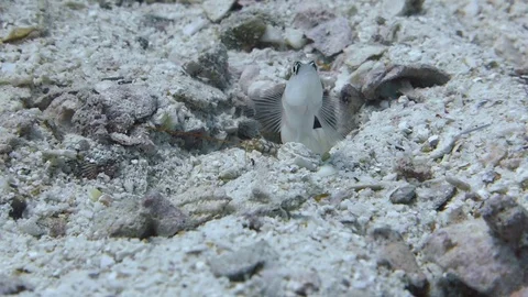 Red Margin Goby fish stands guard protecting Goby shrimp cleaning burrow; Video stock 115096324
