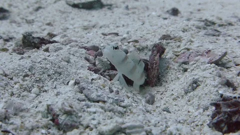 Red Margin Goby fish stands guard protecting Goby shrimp in a burrow; Video stock 115096340