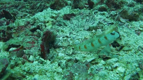 Red margin goby fish stands guard as his companion shrimp cleans and Video stock 121400796