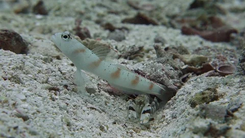 Red Margin Goby fish vigilantly stands guard in front of the burrow it Video stock 115096348
