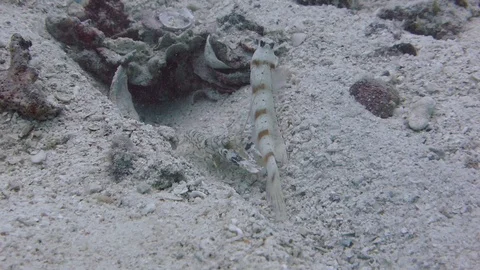 Red Margin Goby protects two Goby shrimp while one maintains the burrow Video stock 115096329
