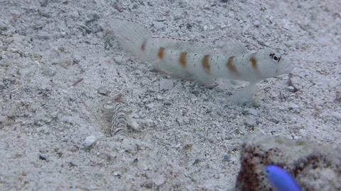 Red Margin Goby sits motionless protecting Goby shrimp maintaining shared Video stock 115096326