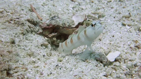 Red margin shrimp goby cautiously leaves his burrow; watching for Video stock 103193612