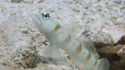 Red margin shrimp goby stands on guard at his burrow watching for Video stock 103193613