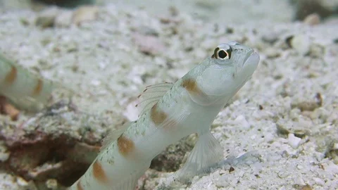 Red margin shrimp goby stands on guard at his burrow watching for dangers; Video stock 103193627