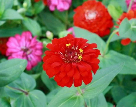 Red marigold Foto stock