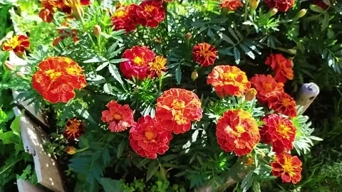 Red marigolds on a green background Stock Footage 158932408