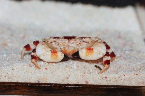 Red Mark Rock Crab, Unknown Crab Species Stock Photos