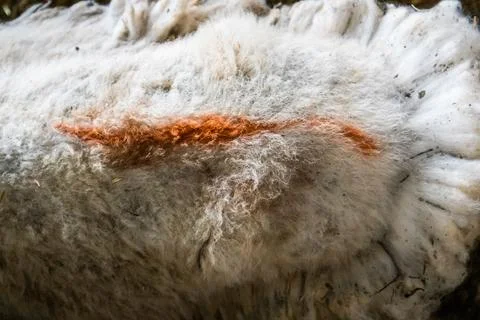 A red mark on sheep's back. A lamb with marking. White fluffy wool. Farm animal Foto stock