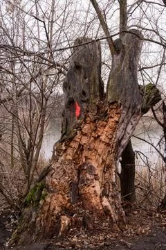 Red mark on the tree. Marked tree Foto stock