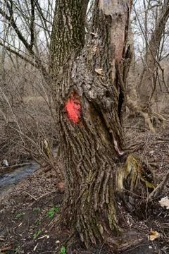 Red mark on the tree. Marked tree Stock Photos