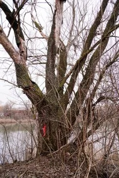 Red mark on the tree. Marked tree Stock Photos
