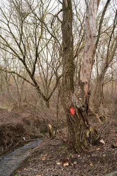 Red mark on the tree. Marked tree Stock Photos