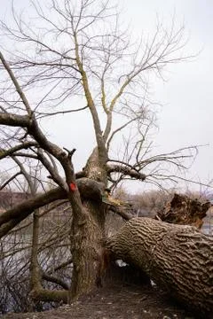 Red mark on the tree. Marked tree Stock Photos